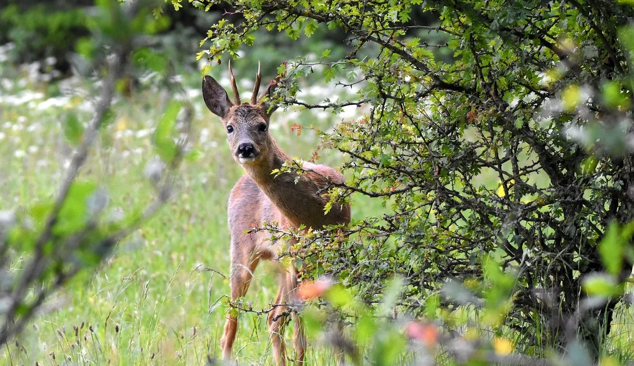 Deer 9018759 1280
