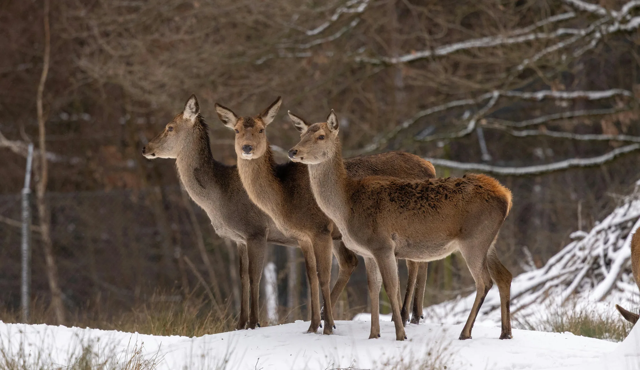 Wild im Schnee Pexels