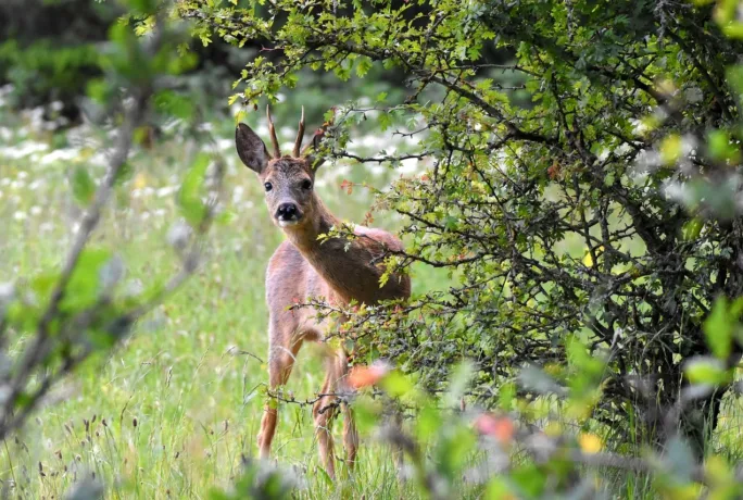 Deer 9018759 1280
