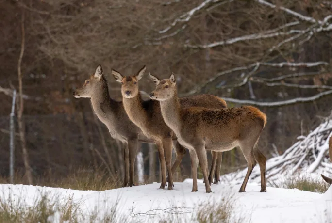 Wild im Schnee Pexels